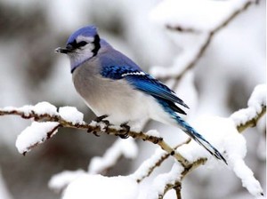  bluejay in the snow