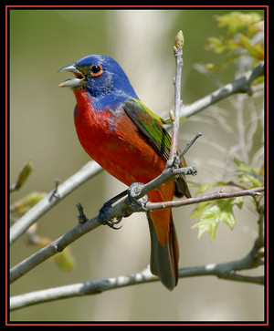 male painted bunting singing for us