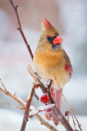  female cardinal in the snow