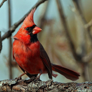  male cardinal closeup