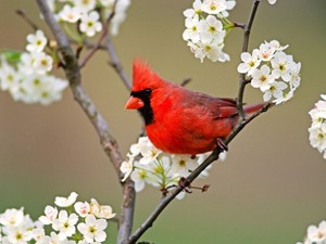 male cardinal enjoying the spring