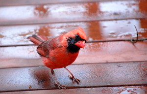  northern cardinal looking curiously at me