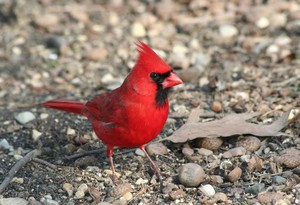  male northern cardinal walking around on the ground