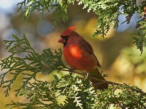  male cardinal perched in a pine boom