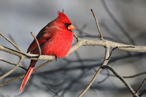  male cardinal trying to catch a nap