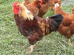  roosters in the scheunenhof, barnyard