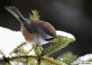 boreal chickadee in a pine tree