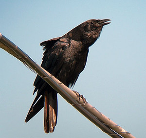 fish crow sitting on a bamboo stick