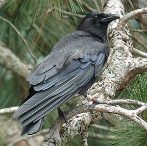 american black crow