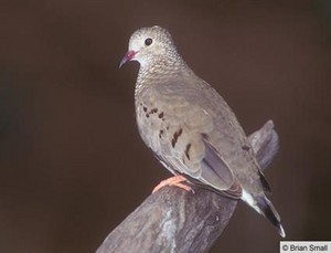 common ground dove