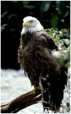 eagle sitting on a branch by a creek in the Smokey Mountains of Tennessee