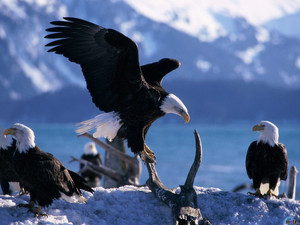 eagles galore