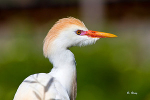  cattle egret, ایگریٹ lookin for a mate