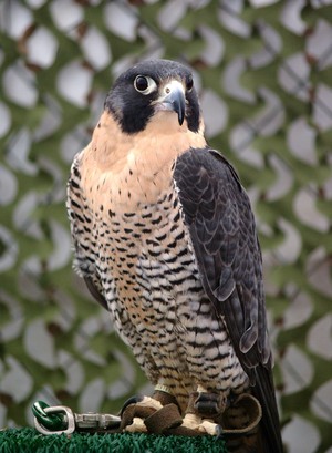  peregrine falcon, kozi