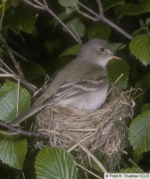  alder flycatcher in a nest