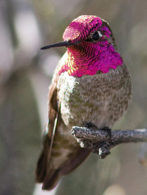 male Anna's hummingbird