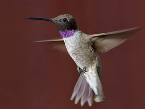 male black chinned hummingbird