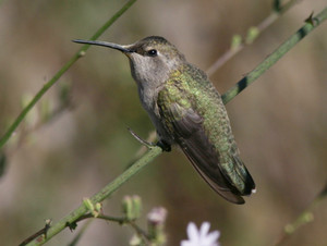 female costa's hummingbird