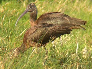  ibises in the nyasi