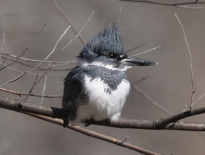  male belted kingfisher