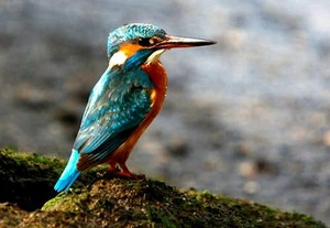  kingfisher on a rock