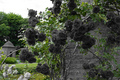 BLACK ROSES - black-roses photo
