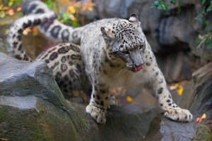  Beautiful Snow Leopard