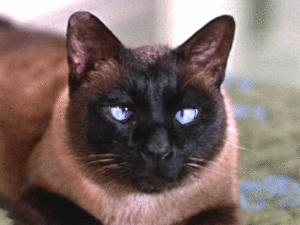  1965 डिज़्नी Film, "That Darn Cat"