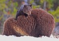 Mama & baby bear - animals photo