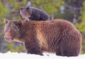 Mama & baby bear - animals photo