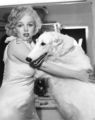 Marilyn With Canine Companion - marilyn-monroe photo