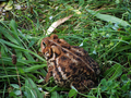 Toad , grass  - animals photo