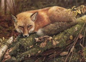  zorro, fox