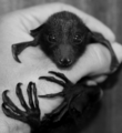 Bat                    - animals photo