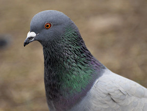 rock pigeon closeup