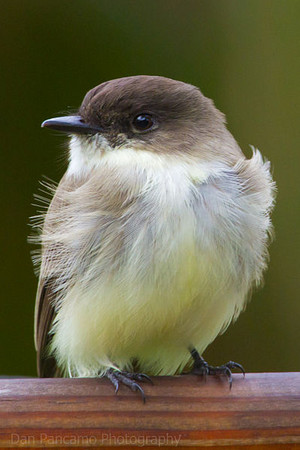  a young eastern phoebe
