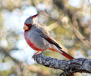 male pyrrhuloxia bird