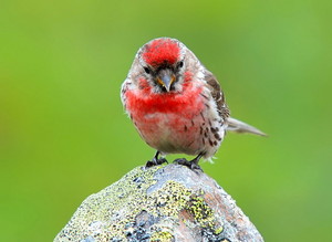 Artic redpoll sitting on a rock