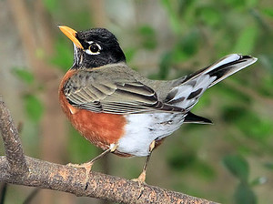  male american robin, looks like he's doin a dance