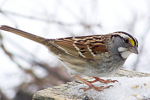  white throated sparrow
