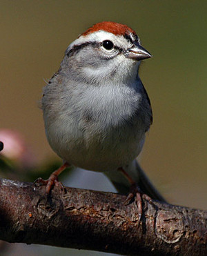 a chipping sparrow, a beautiful bird from Canada