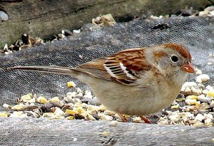  field sparrow having lunch