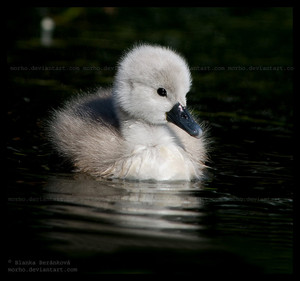 swan duckling, isn't he so cute?