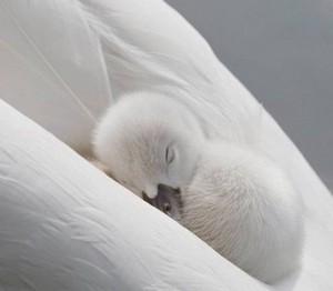  swan duckling nestled in it's mama's wings