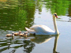  angsa, swan mom with her Bayi following along