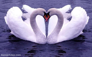 swan pair forming a heart