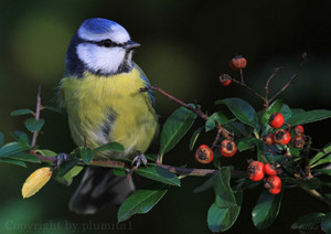  euasian blue tit on a red berry árvore