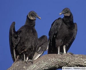 vulture pair