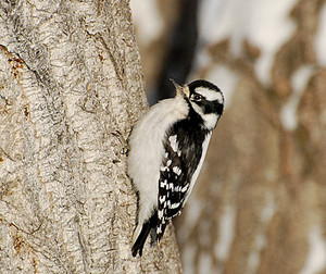 female downy woodpecker