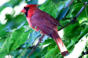 Cardinal on a tree limb